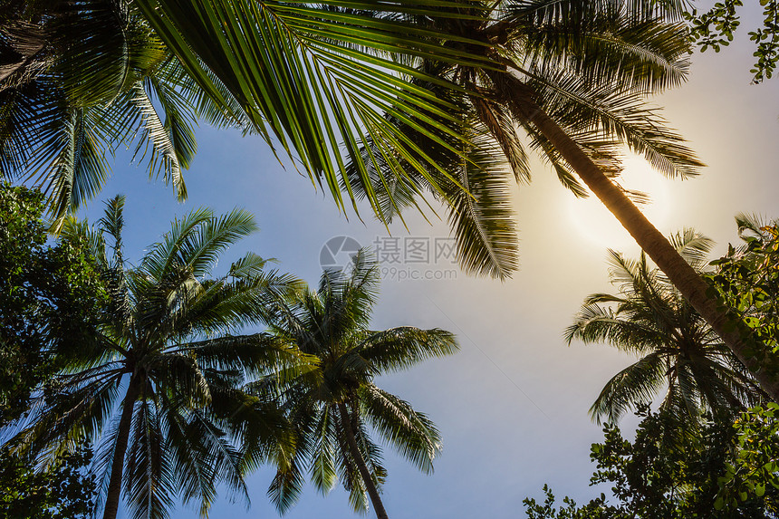 在阳光明媚的日子 椰枣树的果实可可游客生活农场椰子岛屿棕榈摄影假期种植园图片