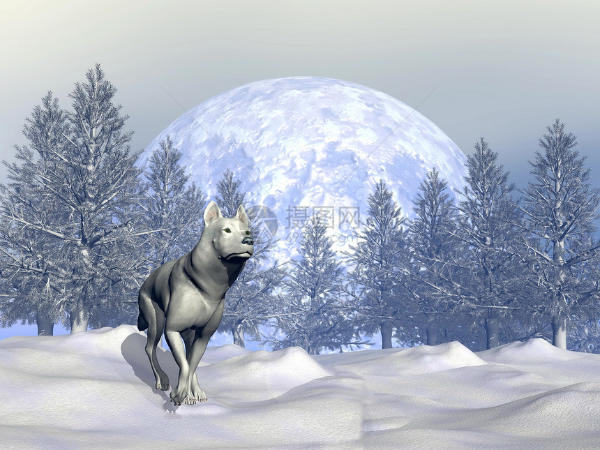 冬天的野狼  3D捕食者眼睛天空注意力跑步插图野生动物荒野毛皮哺乳动物图片