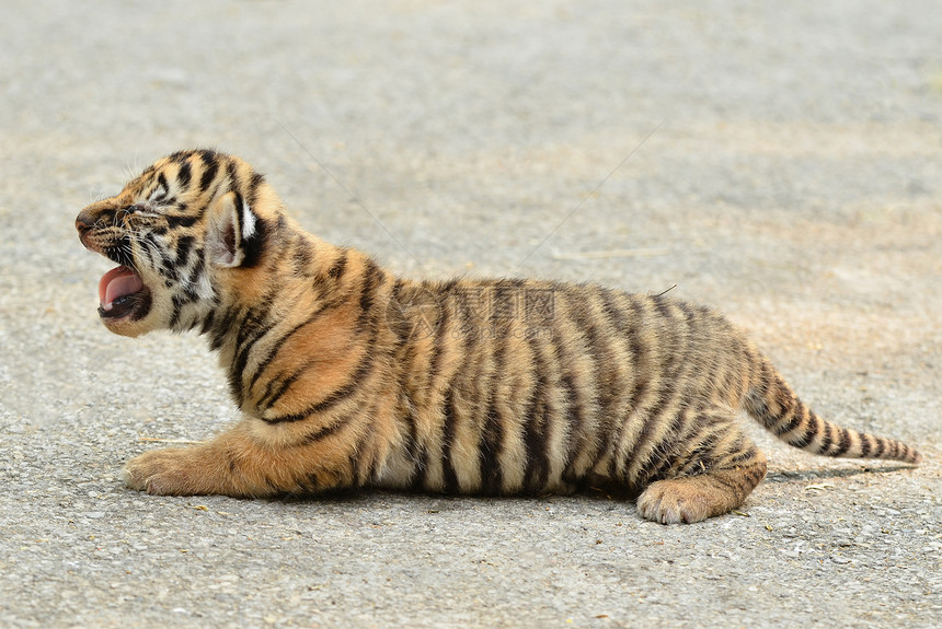 幼老虎荒野生物哺乳动物猫科动物野生动物动物老虎野猫黑色毛皮图片