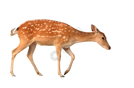 与世隔绝的sika鹿草地哺乳动物斑点野生动物梅花鹿荒野棕色白色动物背景图片