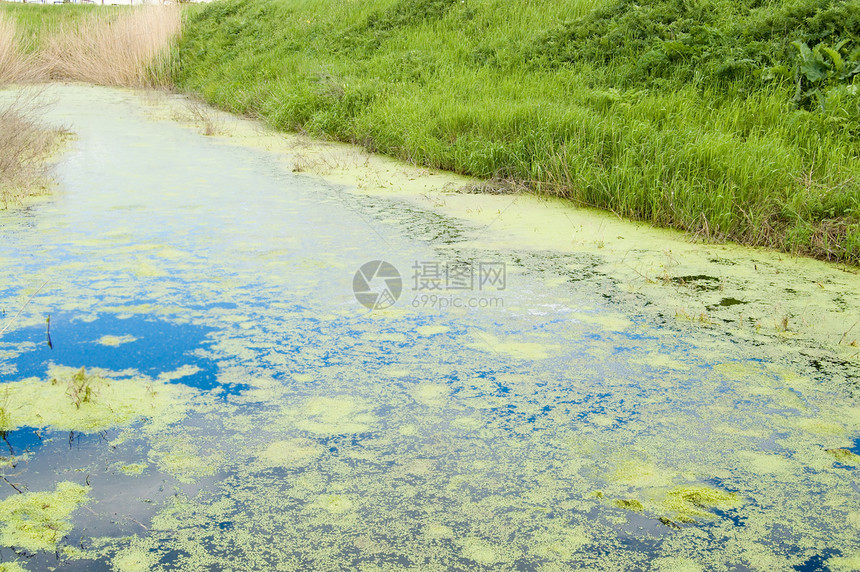 沼泽森林天空反射植物场地池塘树木芦苇草地场景图片