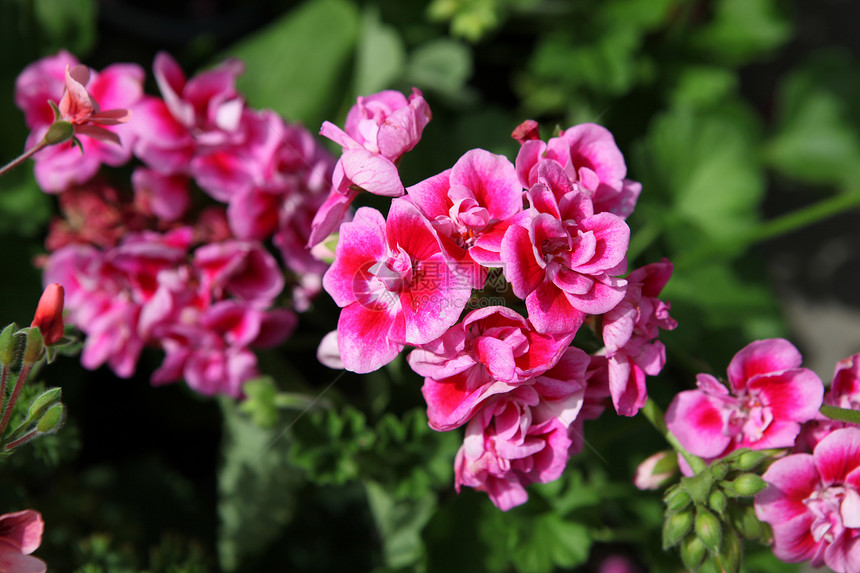 花朵植物花园明信片园艺宏观库存紫色雏菊婚礼妈妈们图片