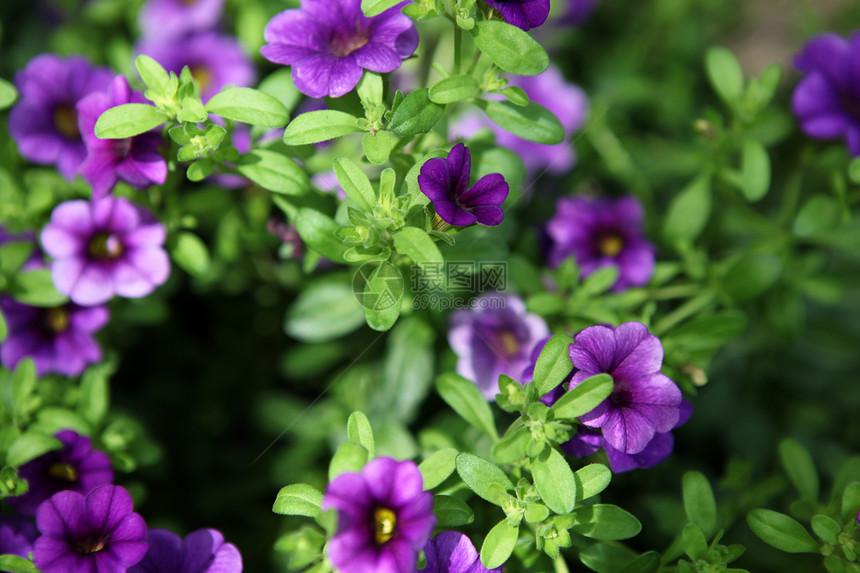 花朵植物花园免版税邀请函雏菊明信片角落紫色植物学照片图片