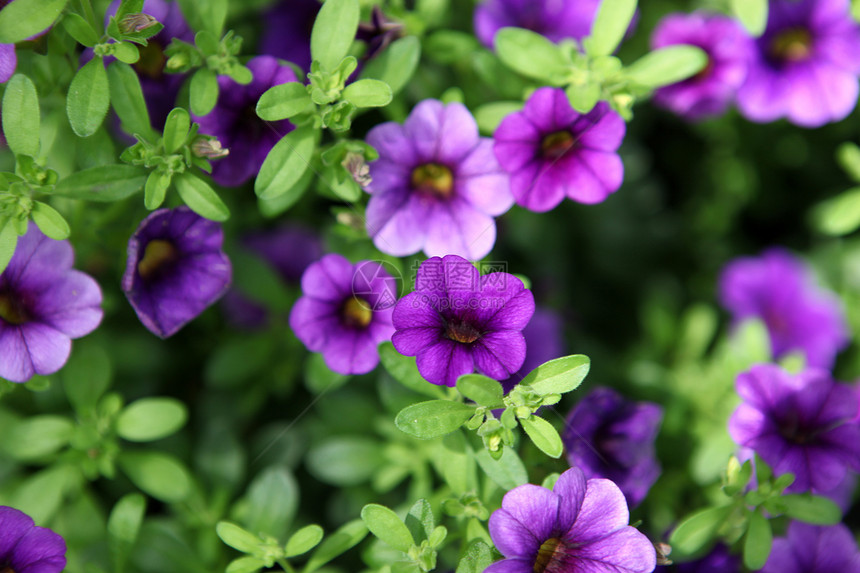 花朵宏观植物植物学邀请函花瓣免版税紫色雏菊照片花园图片