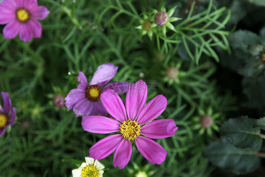 花朵照片园艺库存婚礼邀请函明信片植物学紫色花园花瓣图片