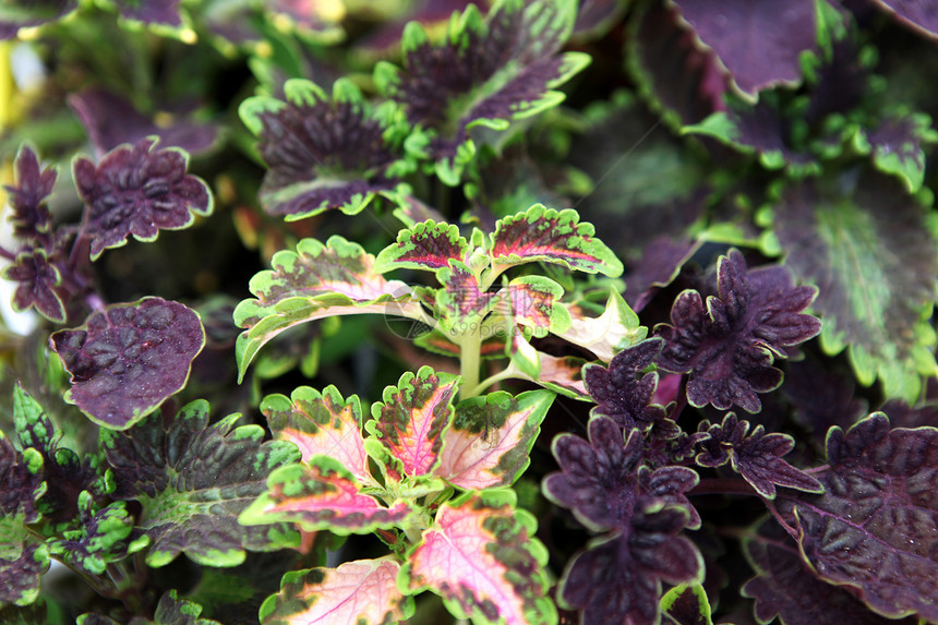 花朵植物园艺花瓣角落植物群雏菊植物学紫色免版税库存图片