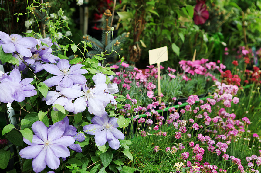花朵免版税雏菊植物学妈妈们宏观明信片紫色植物邀请函植物群图片