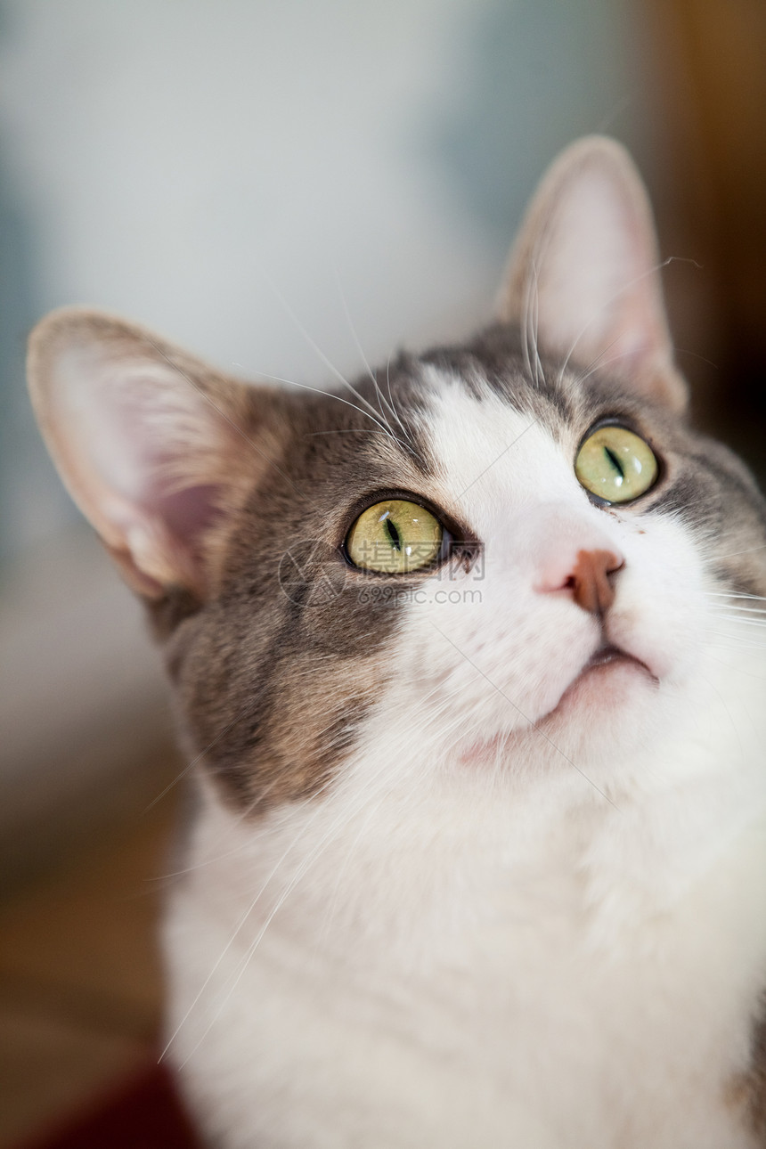 猫往上看动物猫科条纹眼睛冒充成人灰色白色宠物哺乳动物图片
