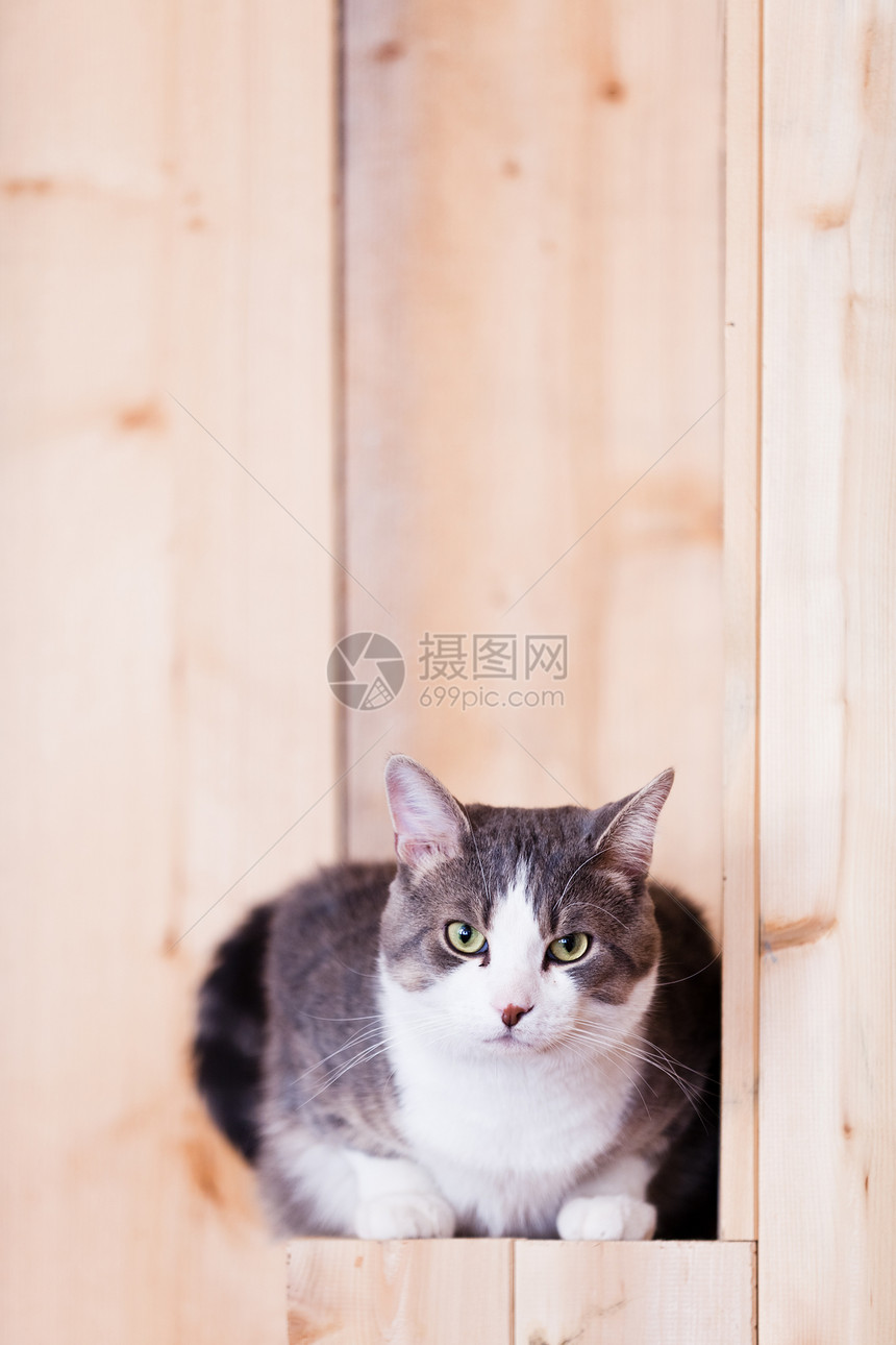 猫看猫男性冒充宠物动物好奇心哺乳动物虎斑注意力猫科说谎图片