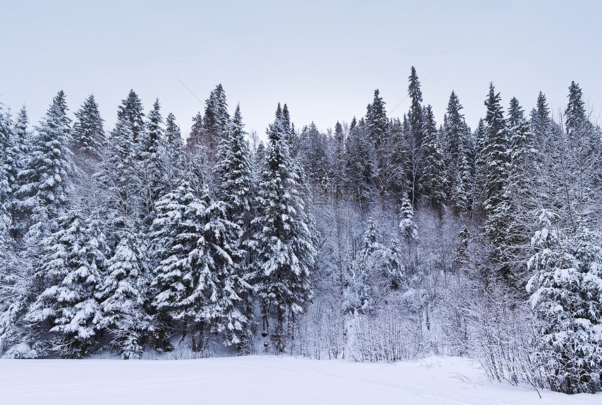 冬季树天气枞树森林全景风景树木童话白色爬坡暴风雪图片