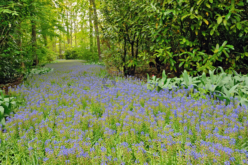 紫花的面积展示公园植物植物群蓝色园艺花园郁金香季节灯泡图片