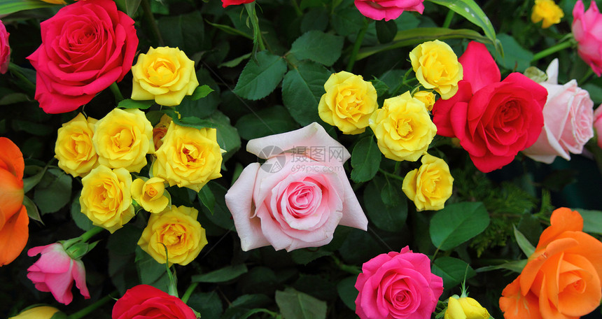 玫瑰花花园红色树叶花瓣粉色黄色植物图片