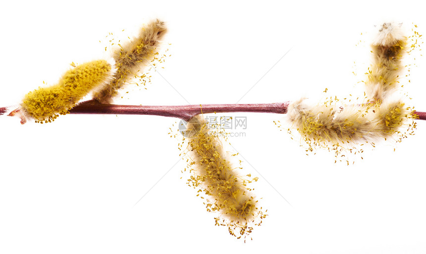 柳树枝棕色季节黄色生长枝条植物学植物宏观花粉白色图片