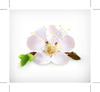 樱花花 矢量网络插图绿色花瓣叶子白色植物背景图片