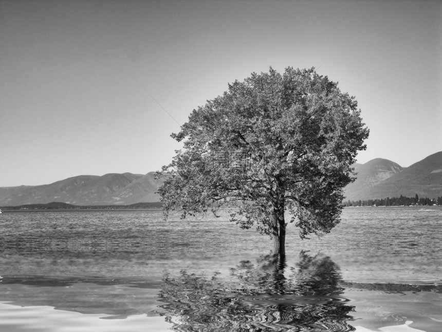黑白两色的一棵树 在水中反射图片