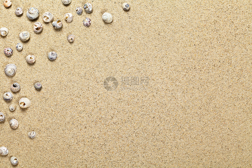 沙滩上的贝壳粮食框架海岸太阳褐色材料海洋墙纸假期热带图片