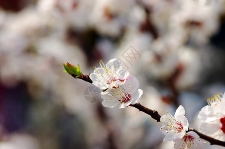 红杏花在树枝上 春天花瓣冥想气候花园天空植物环境阳光园艺植物群背景图片