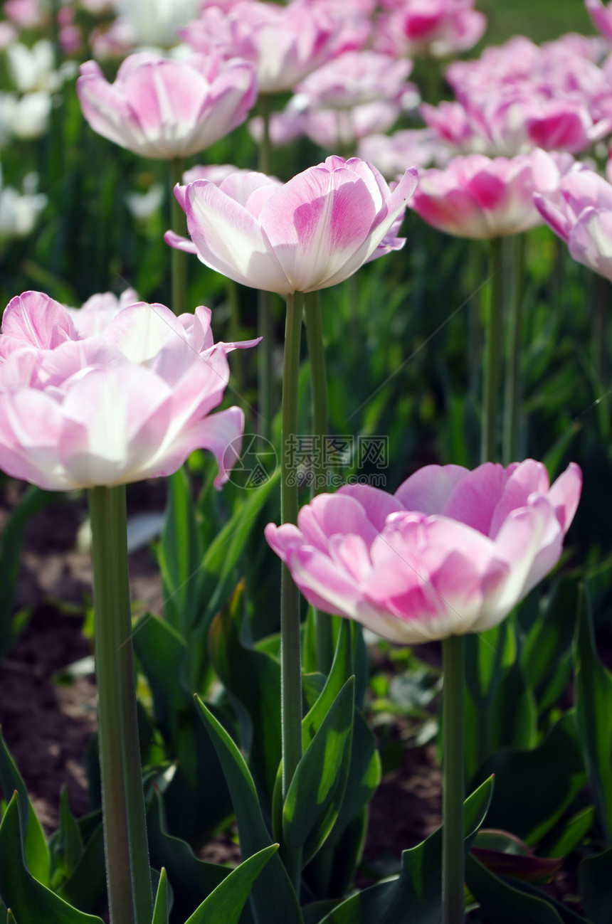 粉红色带有bokeh的郁金香百合花园花瓣背景植物学园艺喇叭工作室柔焦脆弱性图片