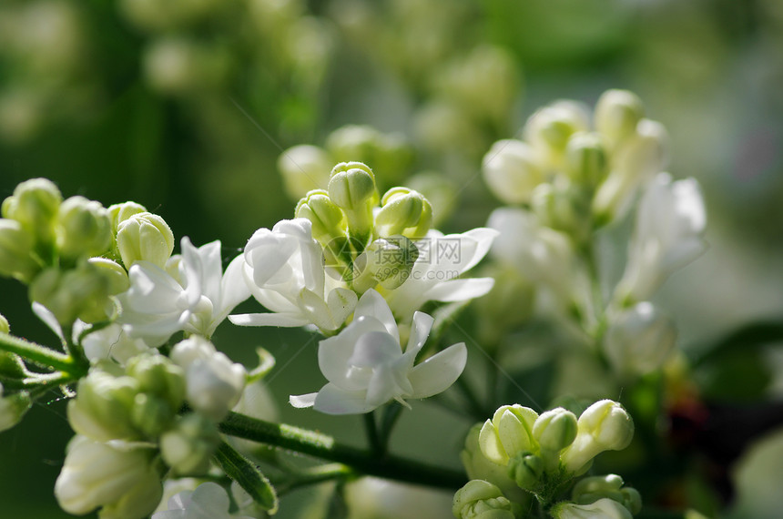 白银色花朵缝合植物群宏观压痛花瓣花园植物园艺生长礼物植物学图片