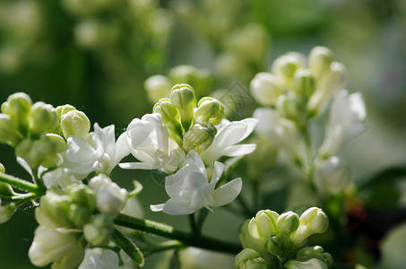 白银色花朵缝合植物群宏观压痛花瓣花园植物园艺生长礼物植物学背景图片