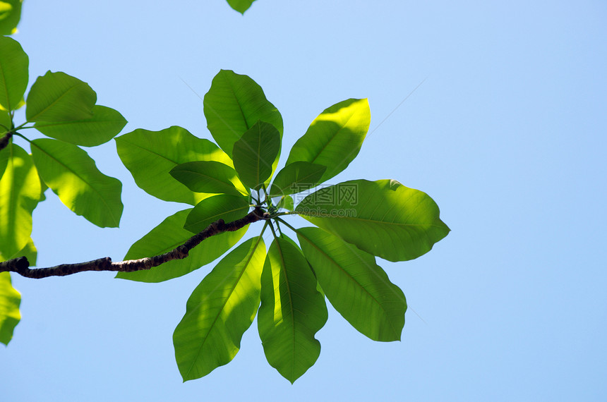 蓝色的天空中闪亮的木兰树叶环境玉兰阳光乡村叶子森林生物白色植物植物群图片