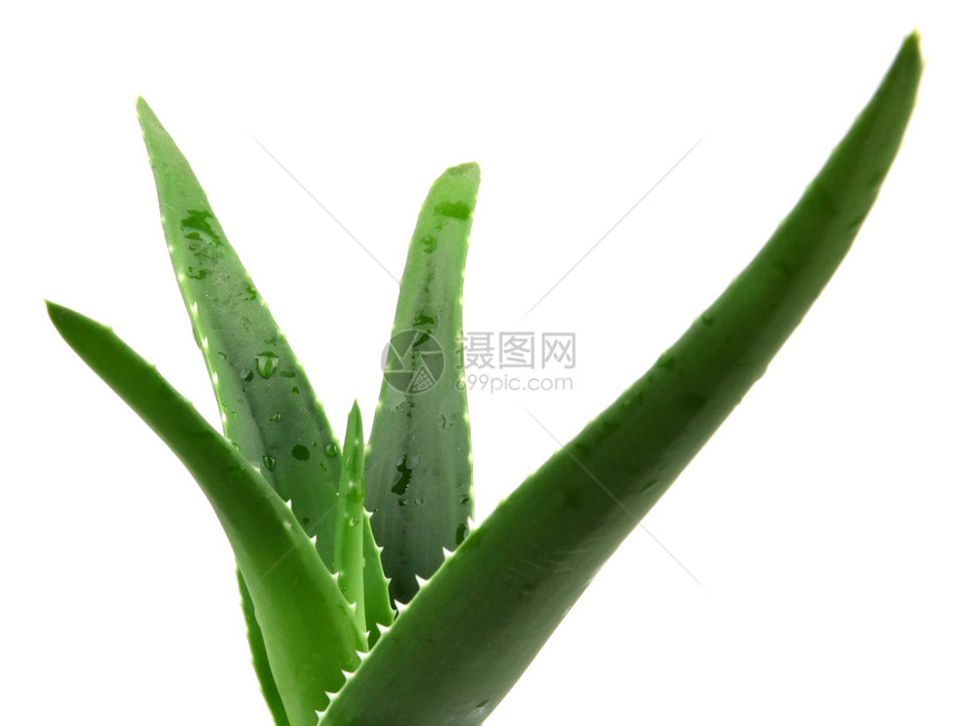 Aloe 阴阳植物生长护理植物学草本植物活力叶子沙漠皮肤医疗图片