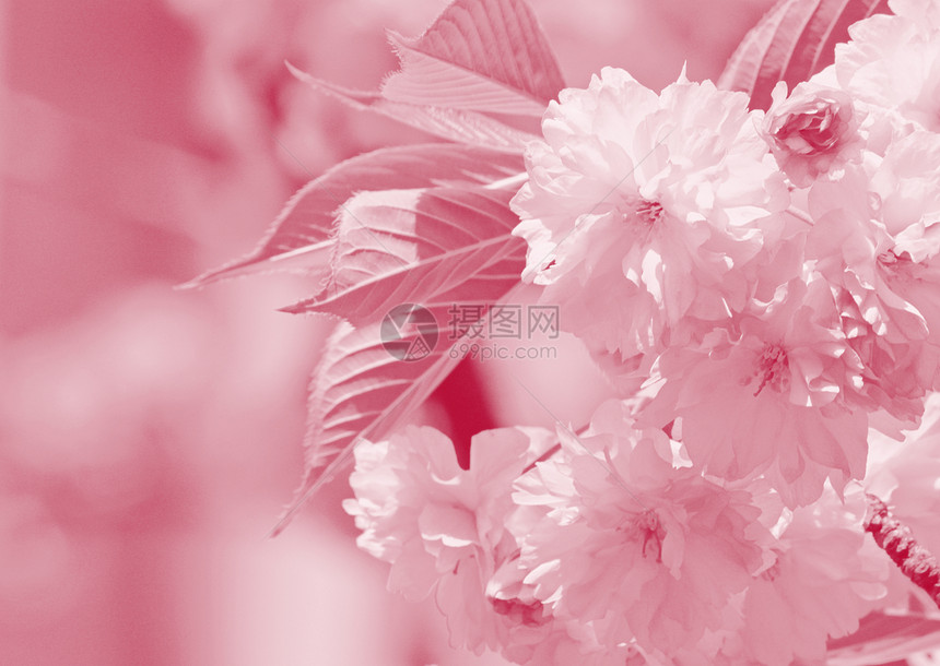 樱花树花植物群粉色宏观花园花朵图片