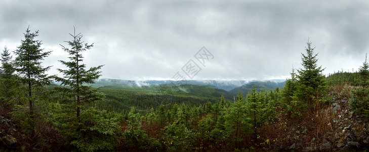 深林全景 - 重新造林高清图片