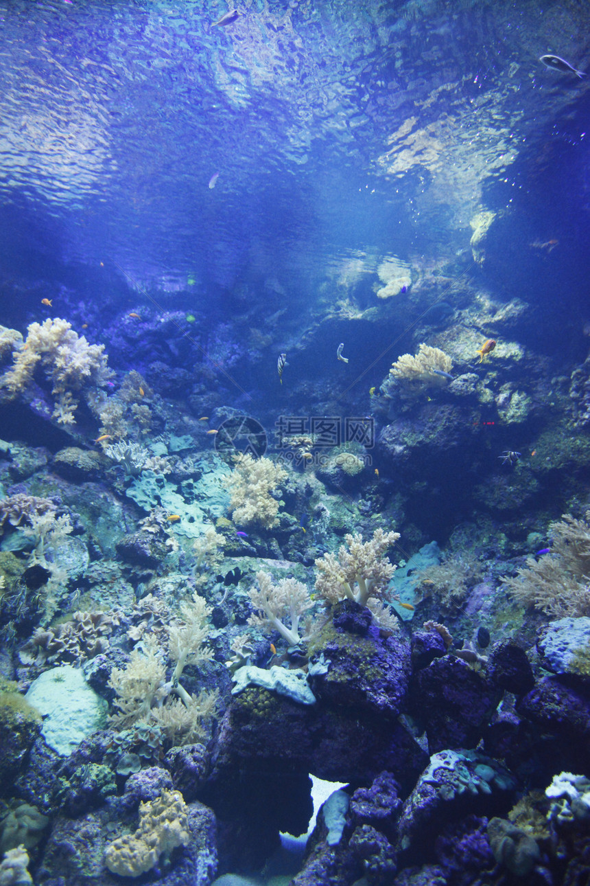 珊瑚礁上的热带鱼类生活动物浮潜情调团体旅游潜水荒野海洋旅行图片