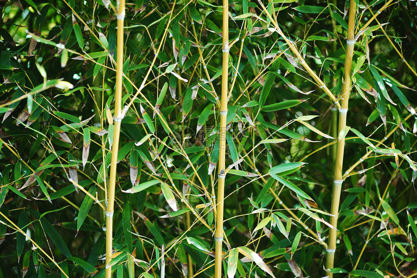 竹木林管道气候丛林生长热带木头活力文化植物树林图片