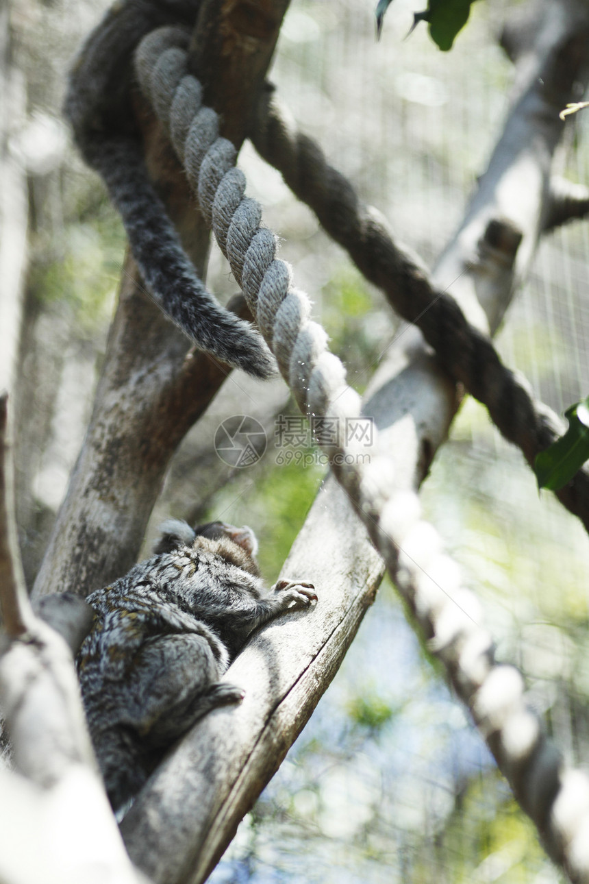 Koala在树上拥抱绳索濒危动物登山者考拉桉树叶子毛皮哺乳动物图片