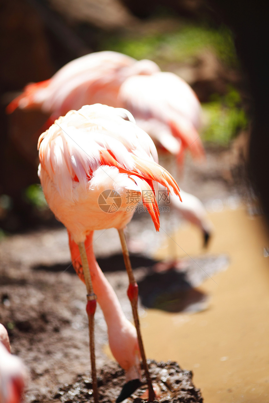粉红火烈鸟羽毛野生动物动物脖子团体动物群水禽荒野异国橙子图片
