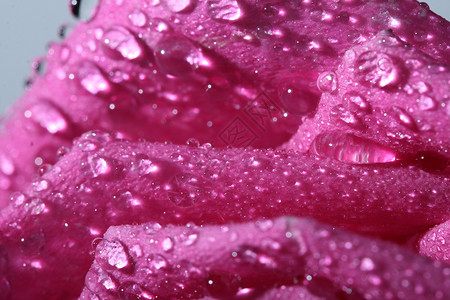 湿瓣闪亮的玫瑰水高清图片
