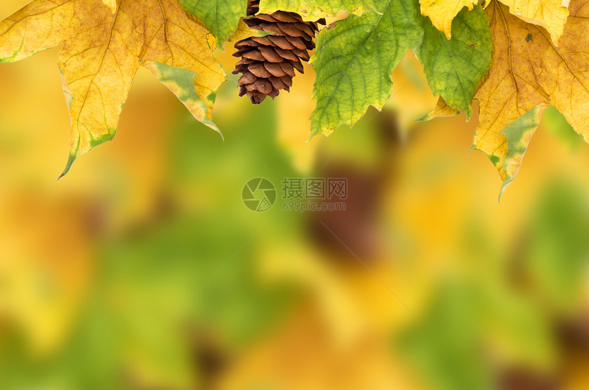 美丽的秋天背景 有木叶植物橙子框架森林金子太阳横梁季节拼贴画叶子图片