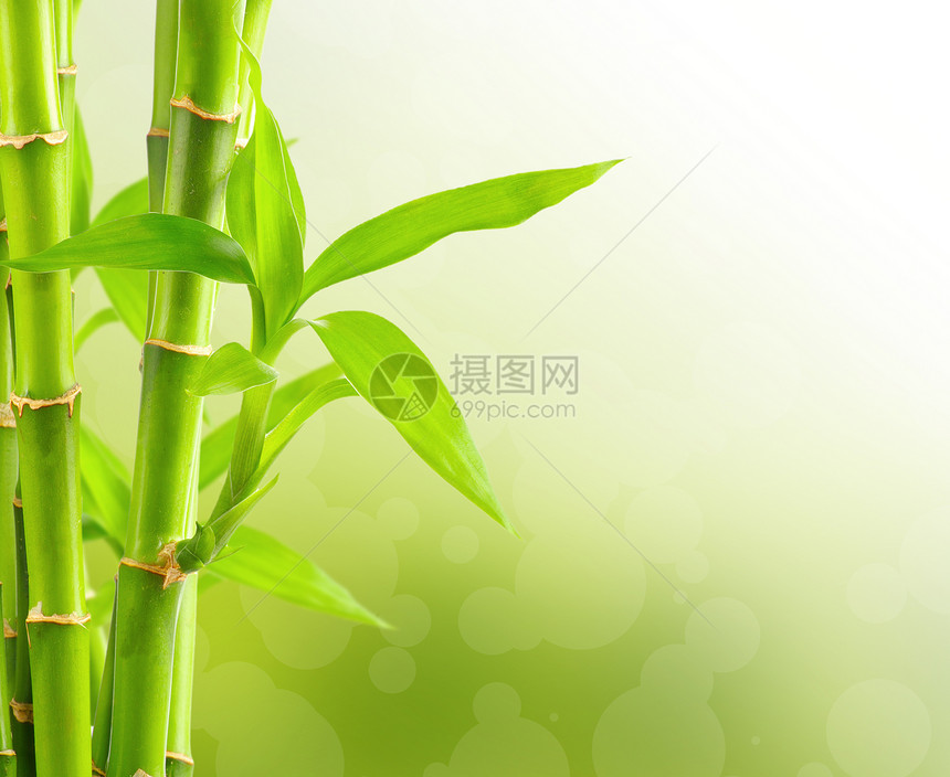带复制空间的竹布背景园艺丛林文化温泉竹子植物风水生活叶子热带图片