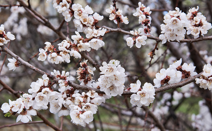 杏桃花花瓣树叶枝条白色图片