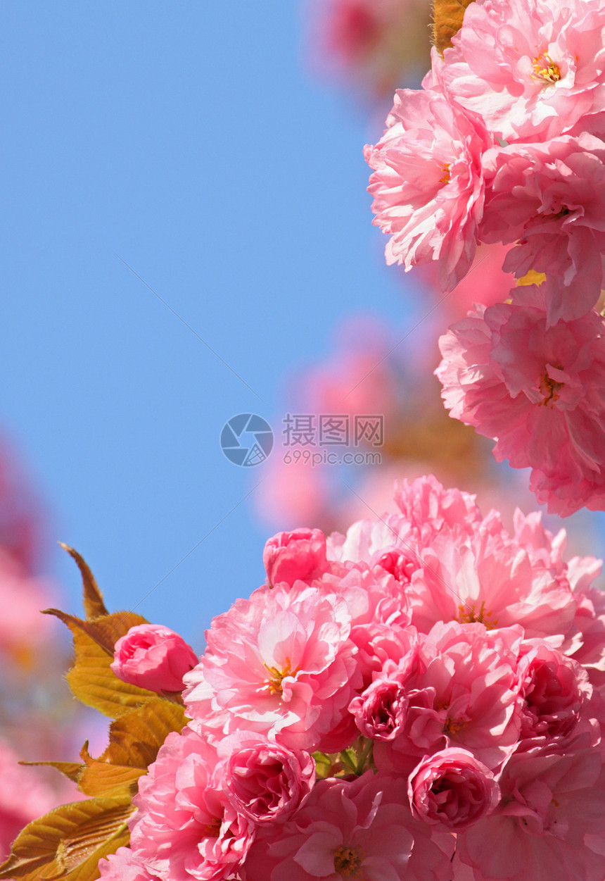 粉红樱桃树花宏观粉色植物群蓝色天空花园花朵图片