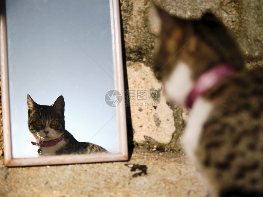 猫咪在镜子上反射图片