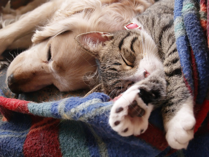 猫和狗女性说谎宠物伴侣毯子休息睡觉友谊睡眠朋友图片