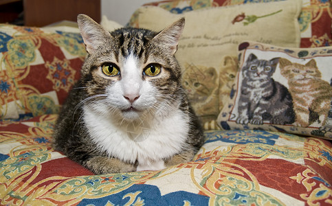 普通猫沙发偏色高清图片