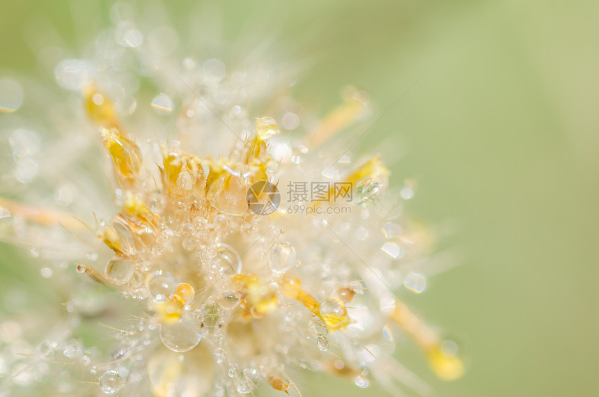 鲜花工厂草地环境植物群杂草生长宏观植物生活花园图片