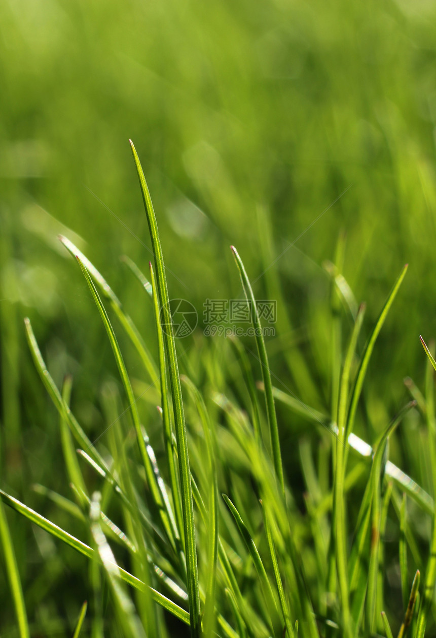 绿草近草增长概念植物群花园绿色场地季节环境叶子宏观草地植物图片