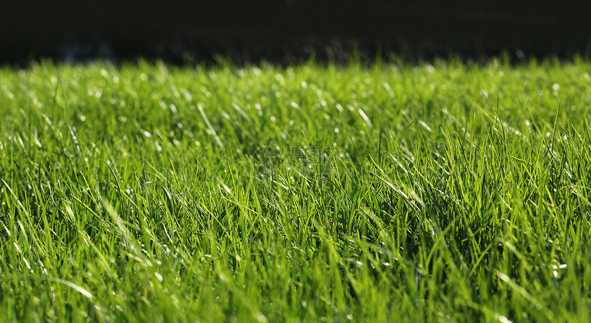 绿草近草增长概念水平宏观草地叶子花园场地季节生长植物群环境图片