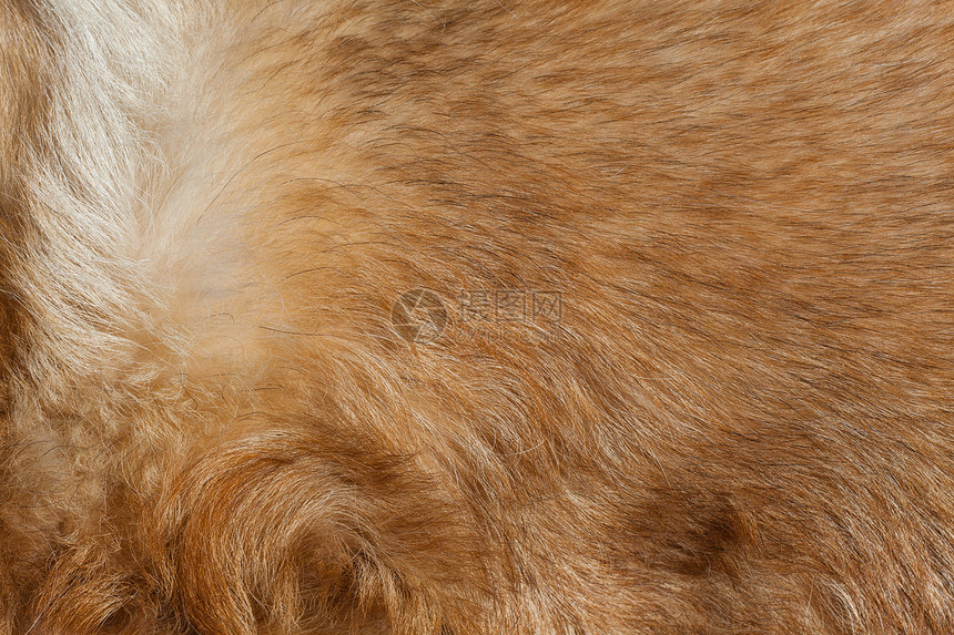 羽毛红狗边界材料黄色皮肤棕色头发白色灰色宏观动物图片
