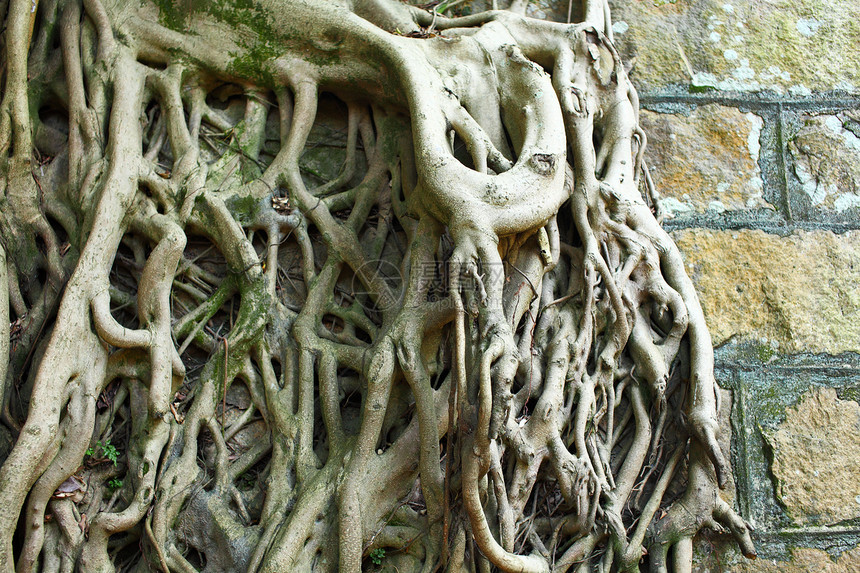 覆盖旧墙的树根根棕色植物树干绿色石头森林图片