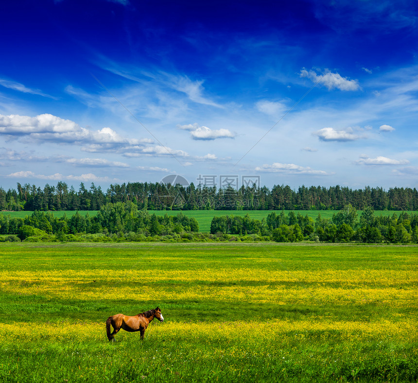 春夏夏季绿地风景与马的漫游图片