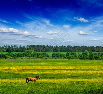 春夏夏季绿地风景与马的漫游背景图片