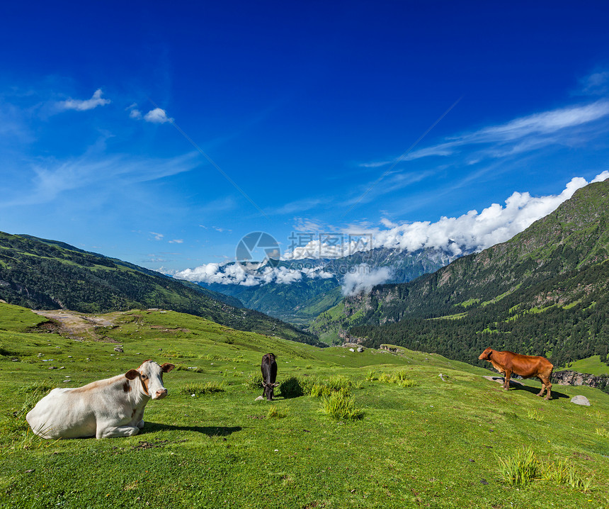 喜马拉雅山牛群放牧风景草甸乳牛田园风光日光场地奶牛家畜山脉图片