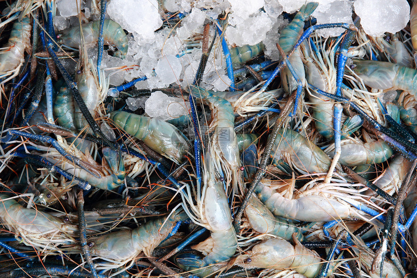 虾 河虾常见蓝色海鲜团体食物画幅图片