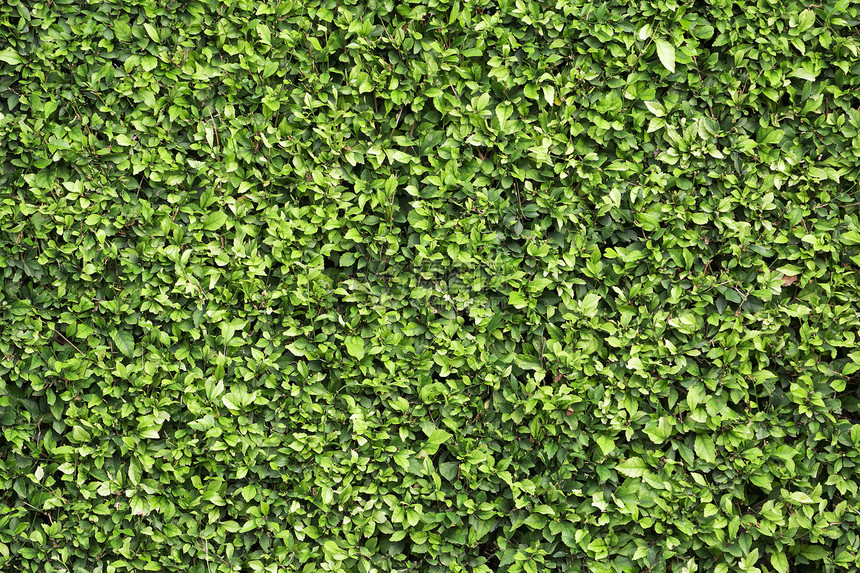 细绿色叶叶背景花园生长阳光分支机构植物图片
